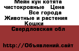 Мейн-кун котята чистокровные › Цена ­ 25 000 - Все города Животные и растения » Кошки   . Свердловская обл.